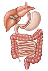 Gastrectomia Vertical